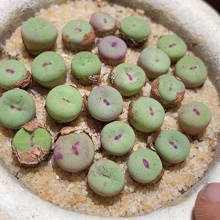 9522贝特分小红嘴一颗