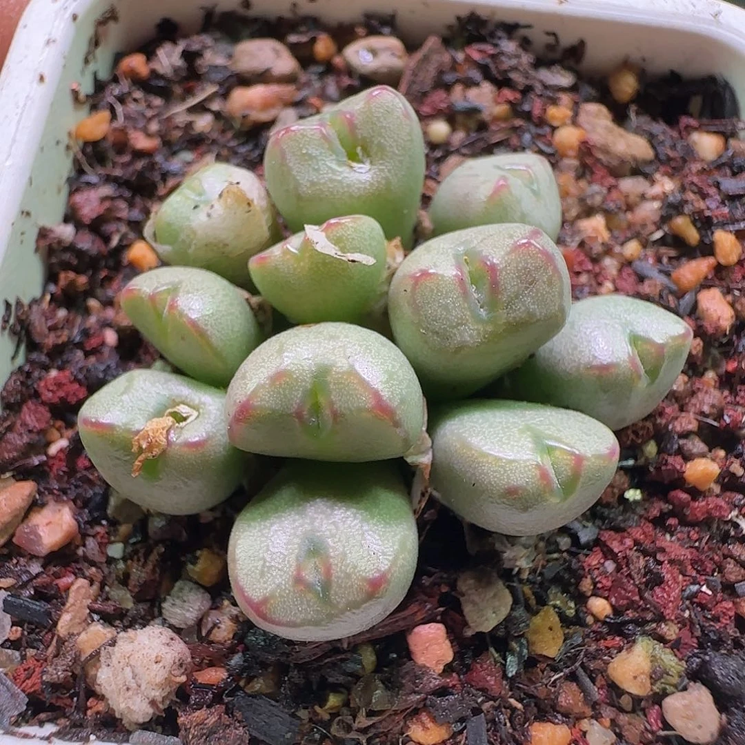 好看的杂交。     039