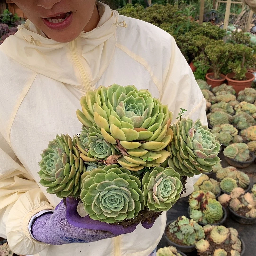 昂斯诺12.8 量拍多肉植物