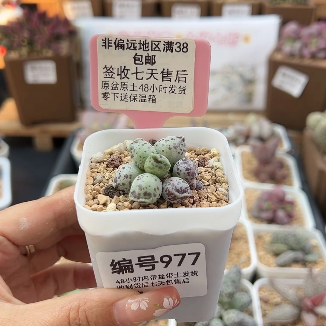 宸*977丸叶海豹多肉植物