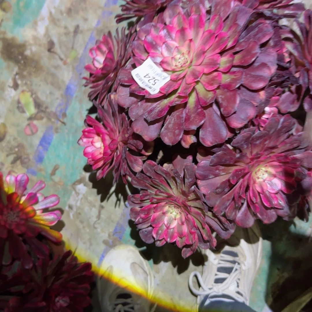 月婵法师多肉524