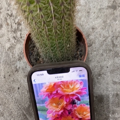 时光毛花，3579993689