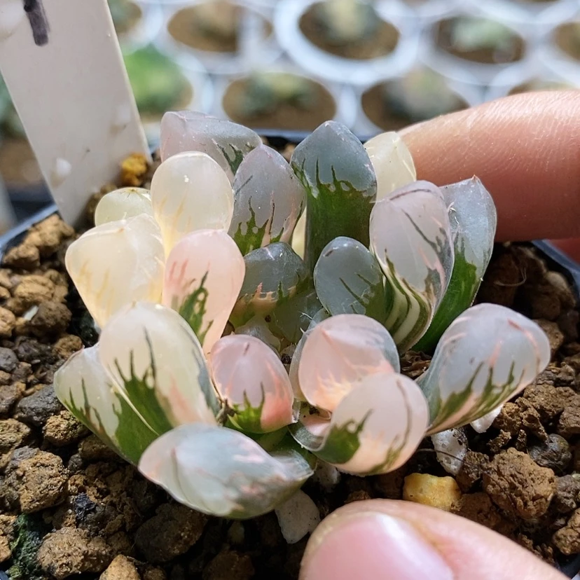 【闪购商品】1火烧云