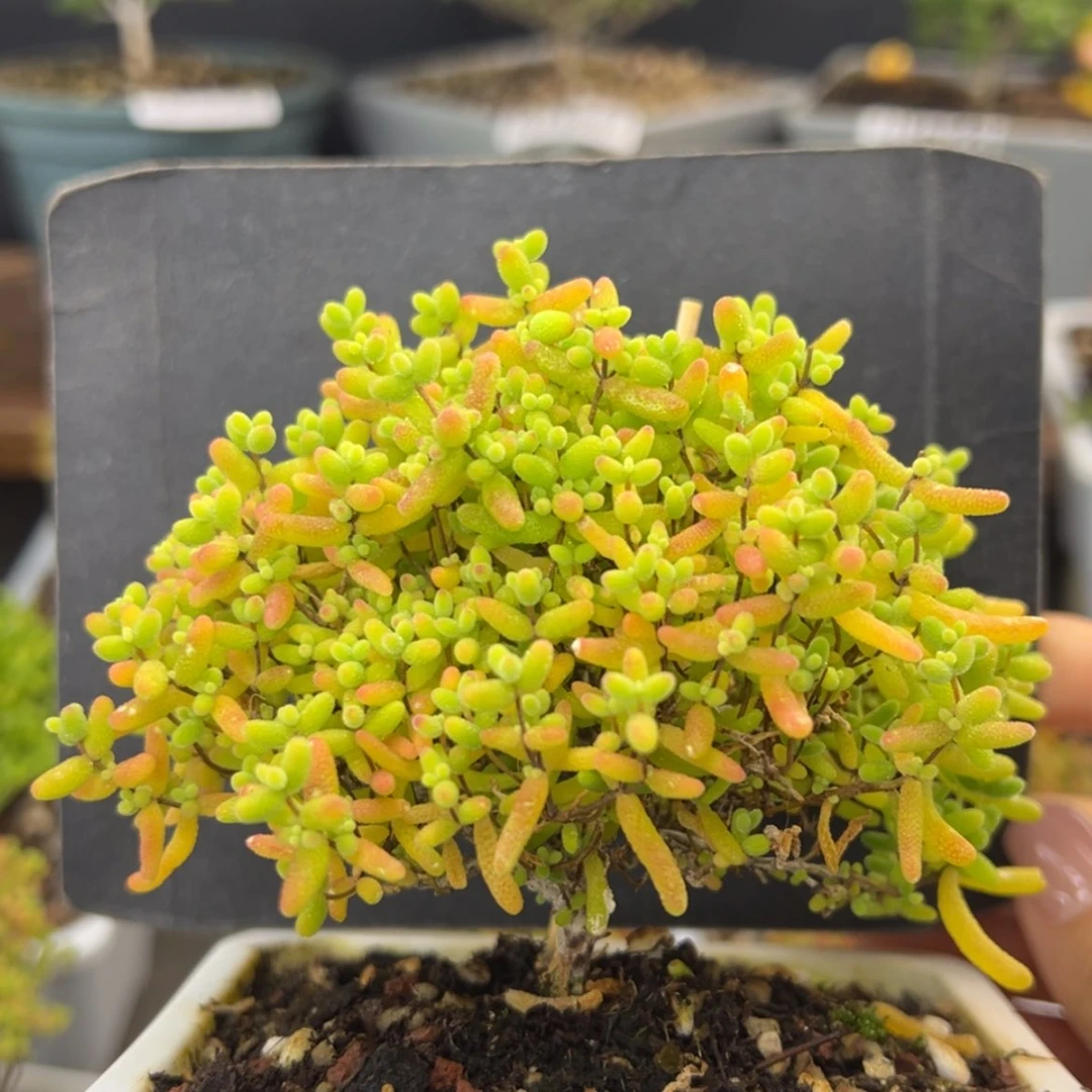 【闪购商品】dy6123精控蜜橘糖球冠幅9cm