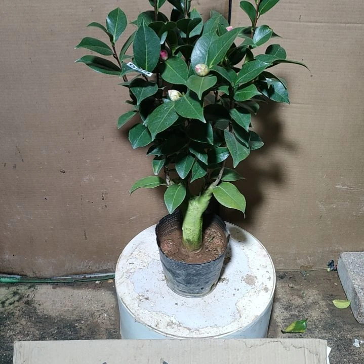 965喜悦，原盆原土发货，不包邮