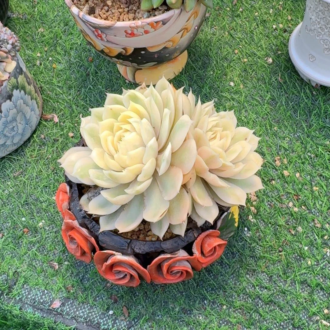 盎司洛锦老桩多肉
