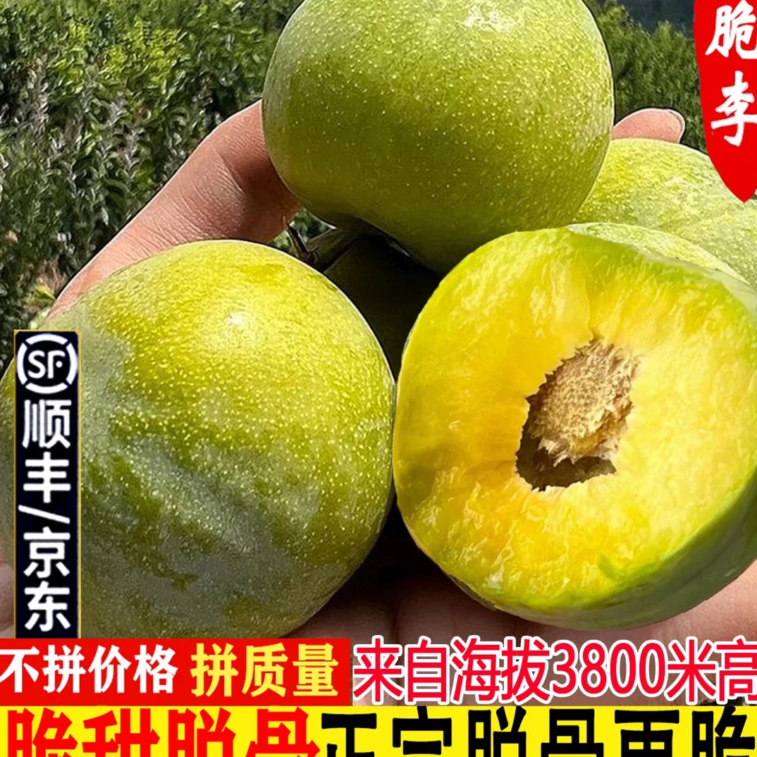 顺丰李子脆李子汶川茂县脆甜李子重庆青脆李脱骨李冰糖李顺丰包邮