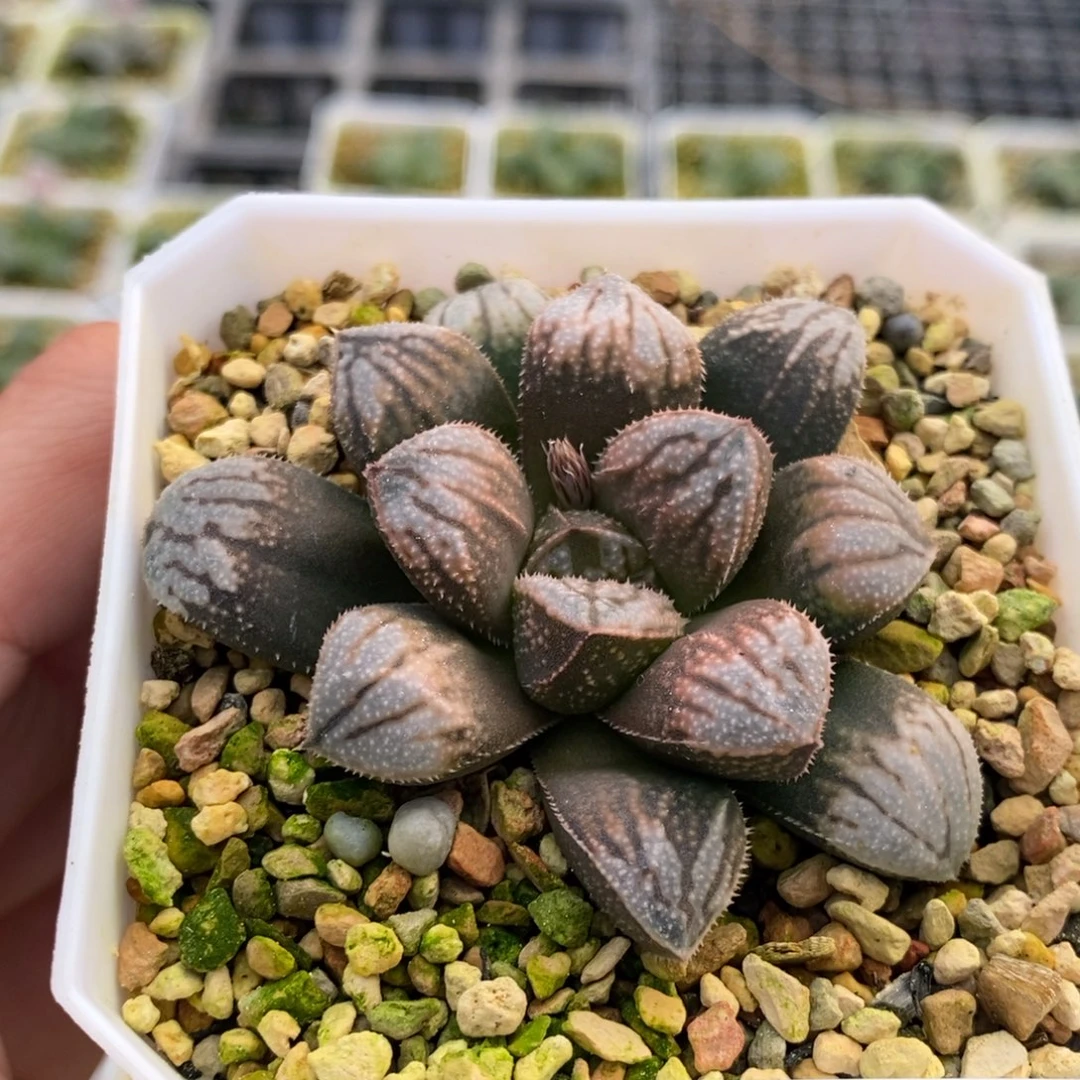 493号江南雪多肉植物