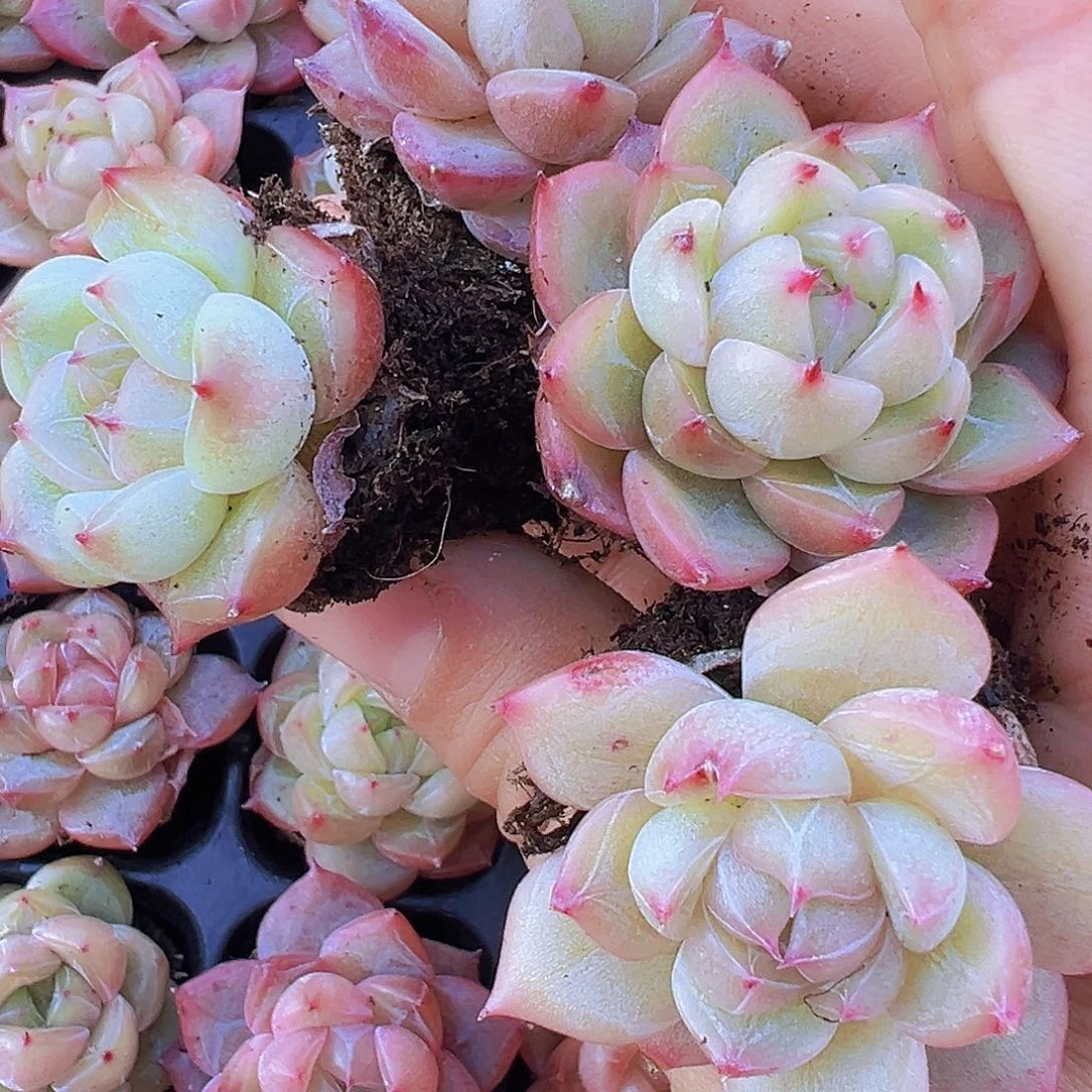 星茫珍妮苗3颗19包邮