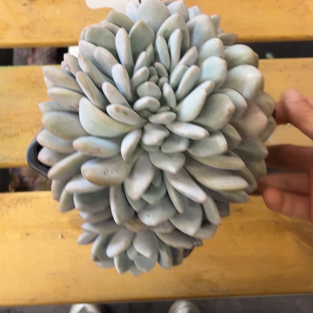 607奥城缀化。