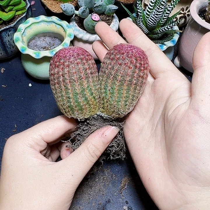 双头红太阳裸根一颗