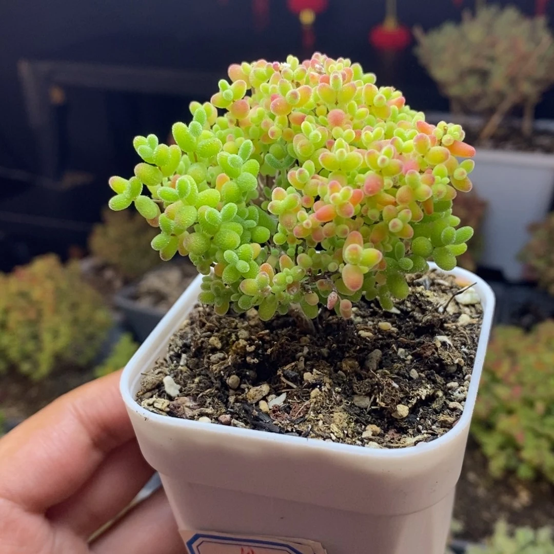 142号蜜橘糖球（特价）