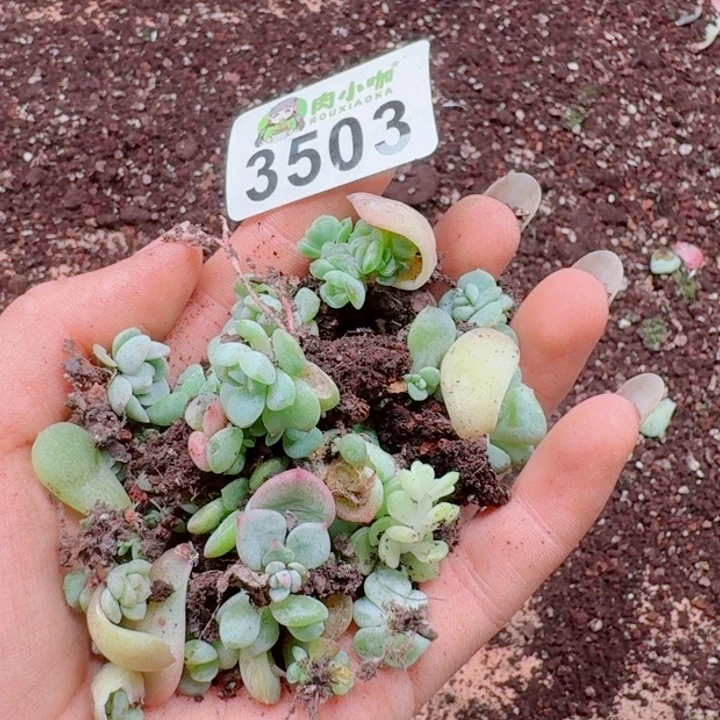 柒***默多肉植物多肉植物