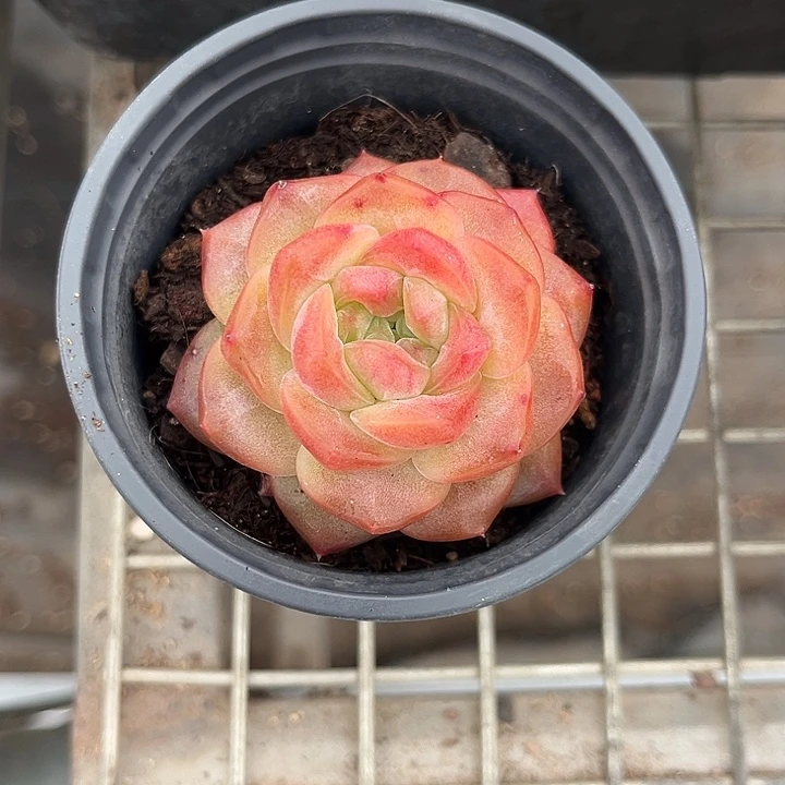 雪芙蓉 我也不知道我