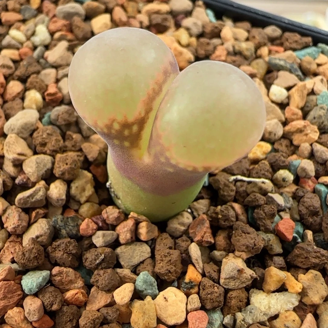 多肉植物单头大美风107号