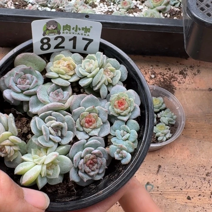 多肉植物多肉植物