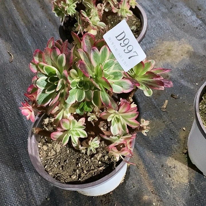 997云荷多肉母本无售后