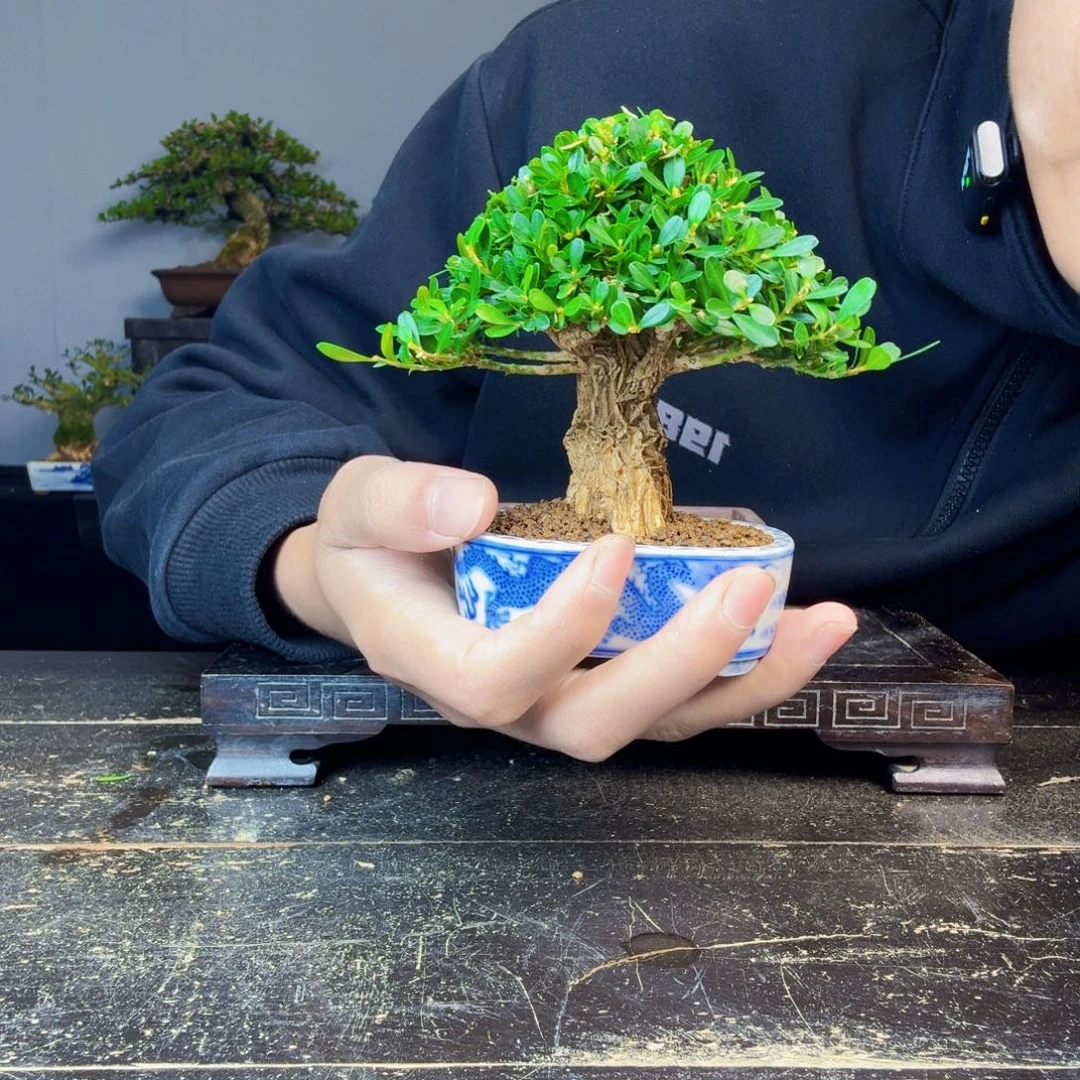 巍***堂无花朵黄杨盆景一物一拍