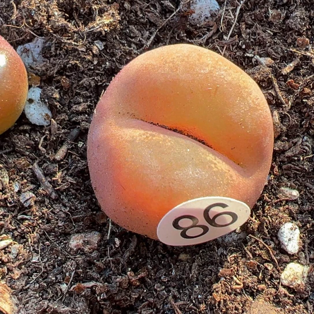 多肉植物111111111111111