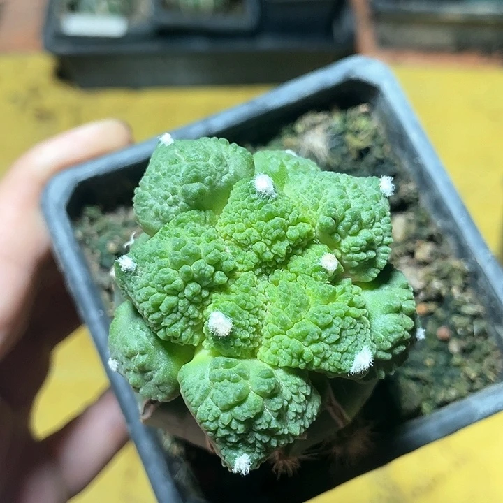 仙人球苗接哥斯拉怒33