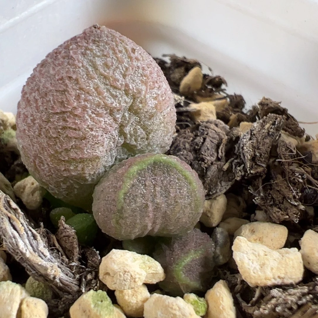 实生新品大苗多肉植物水泡