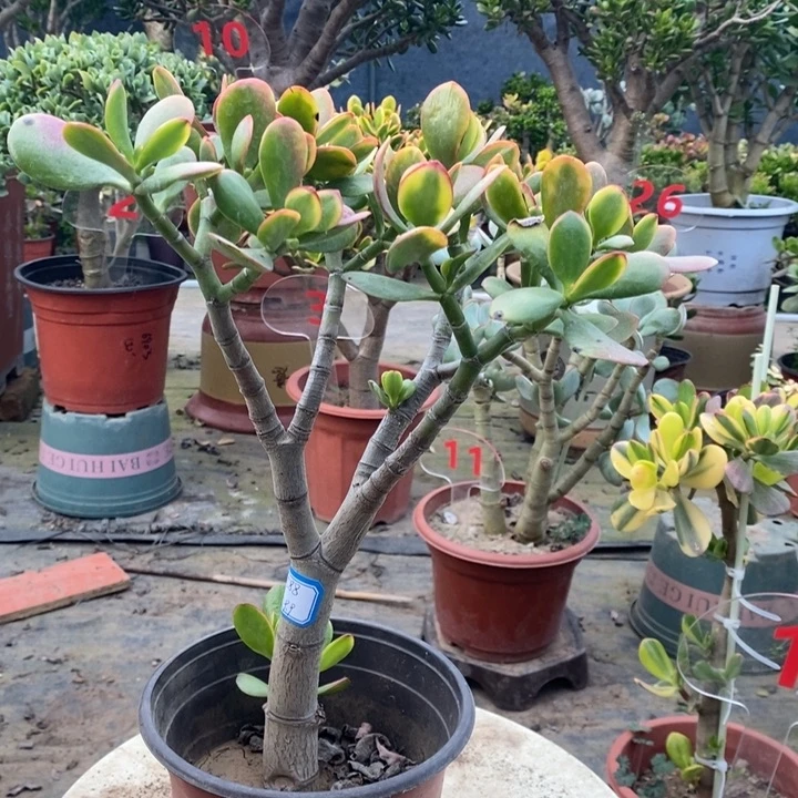 黄金花月一物一拍