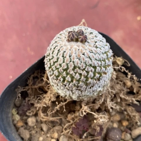 金巧殿单头3仙人球