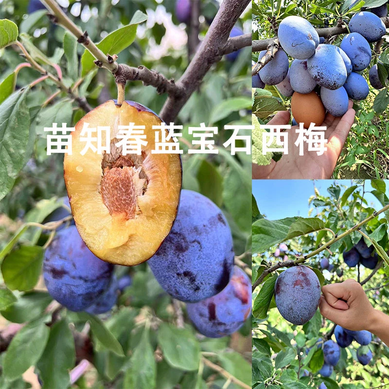 爱琳娜蒙娜丽莎爱琳娜西梅瓜果蜂糖李树苗南北方种植当年结果