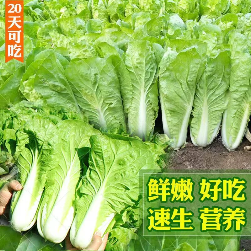 【全店满5包包邮】四季小白菜种子  速生快菜20天