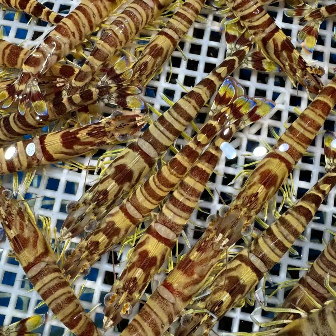 【保鲜不保活】鲜活现捞基围虾0.5斤 白灼鲜甜、宝宝辅食首选