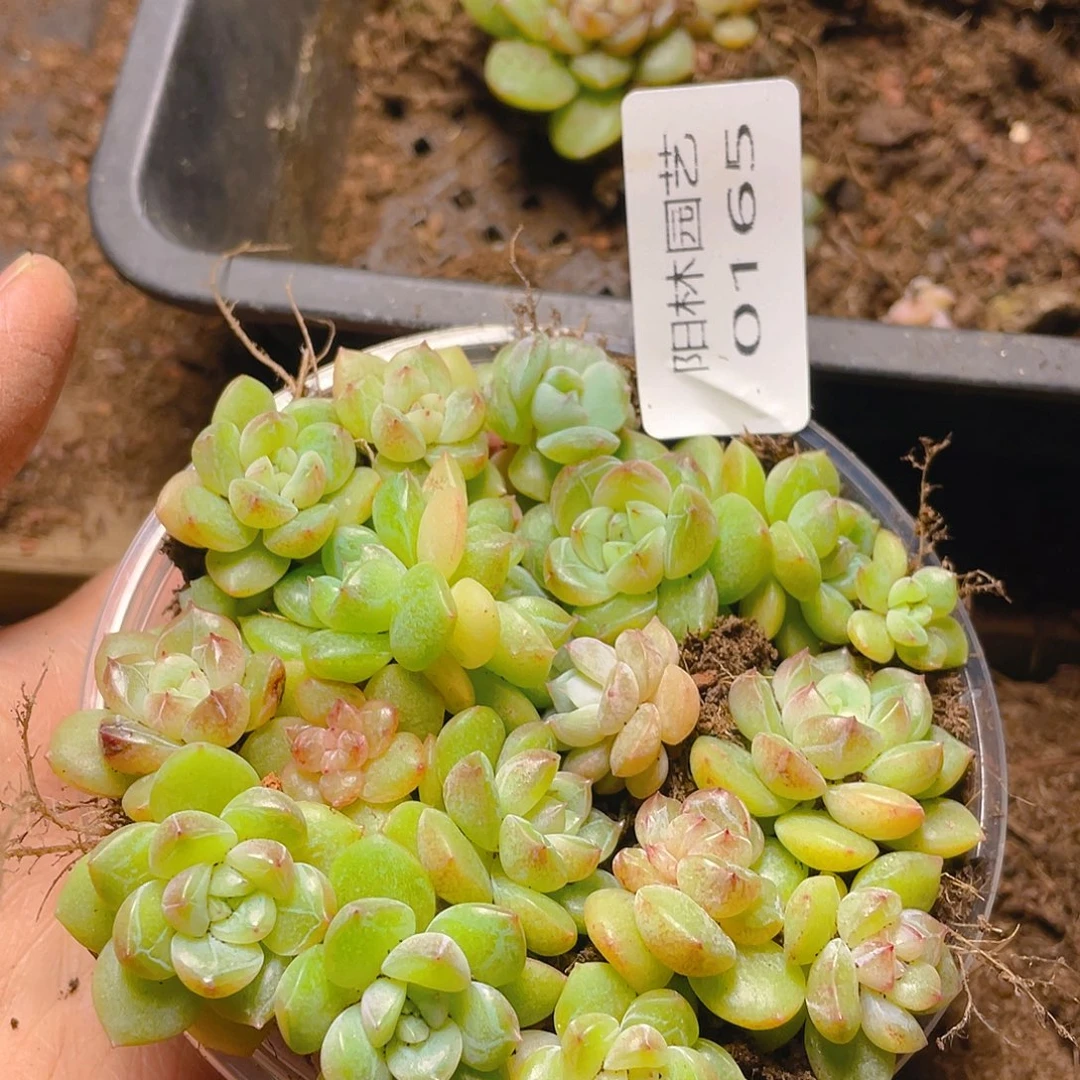 多肉植物多肉植物165