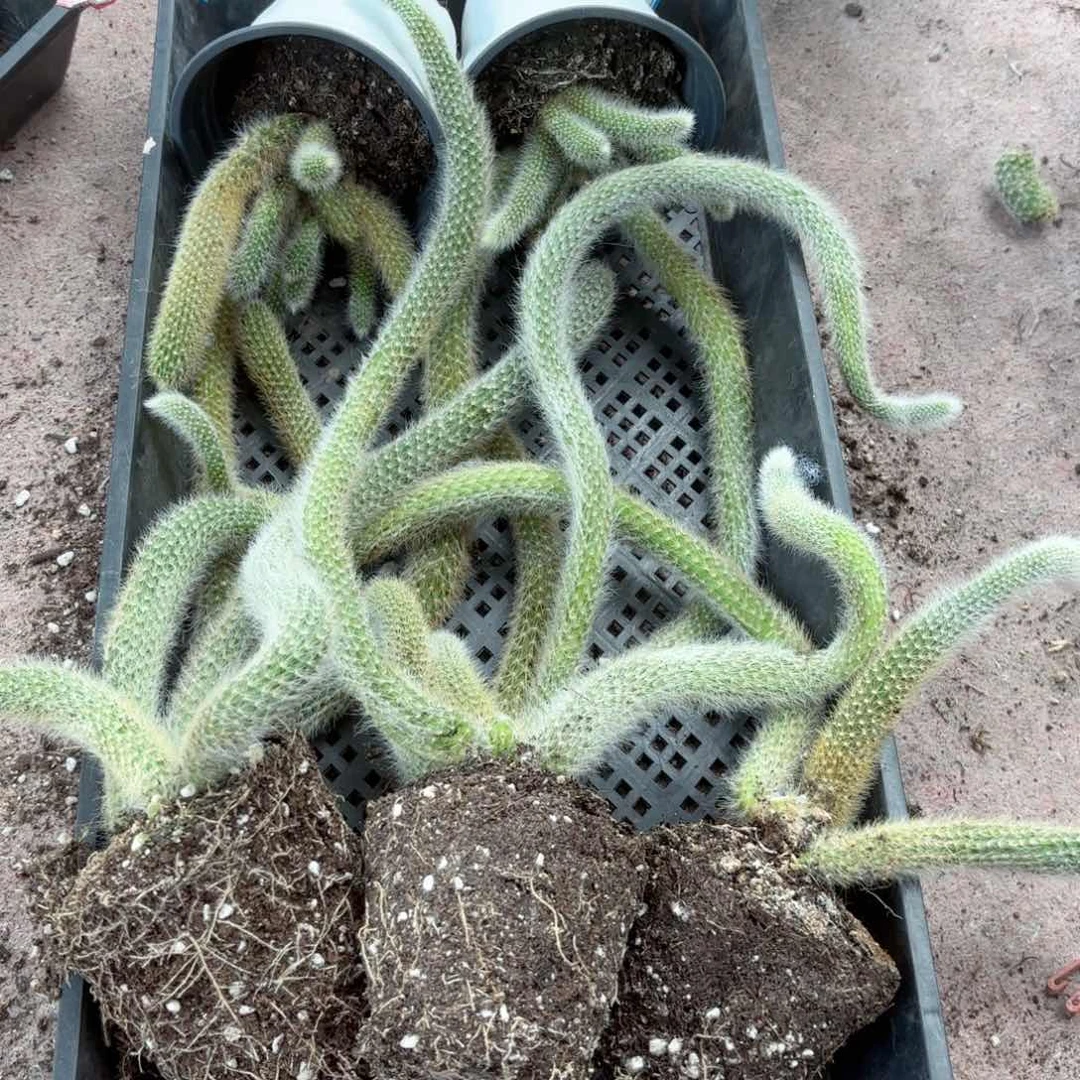 九尾狐五颗包邮不包售后瑕疵品