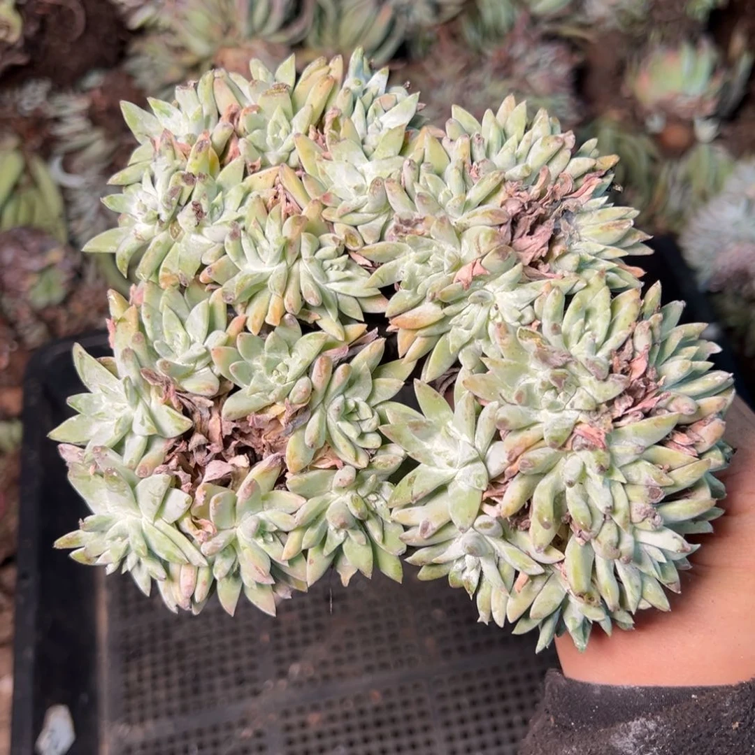 2249哈哈哈哈哈哈哈哈哈