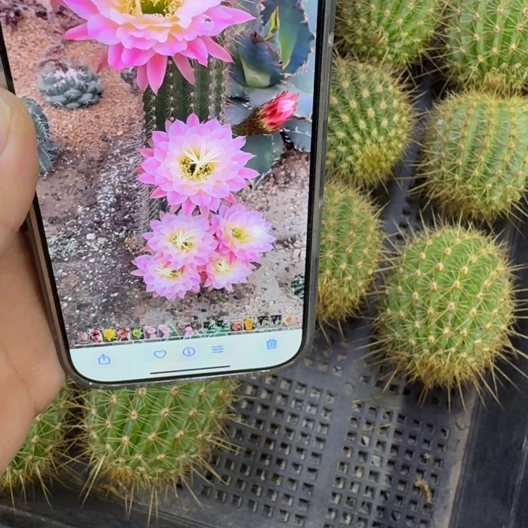 450毛花柱曙光歪无根侧牙5公分左右，20包邮