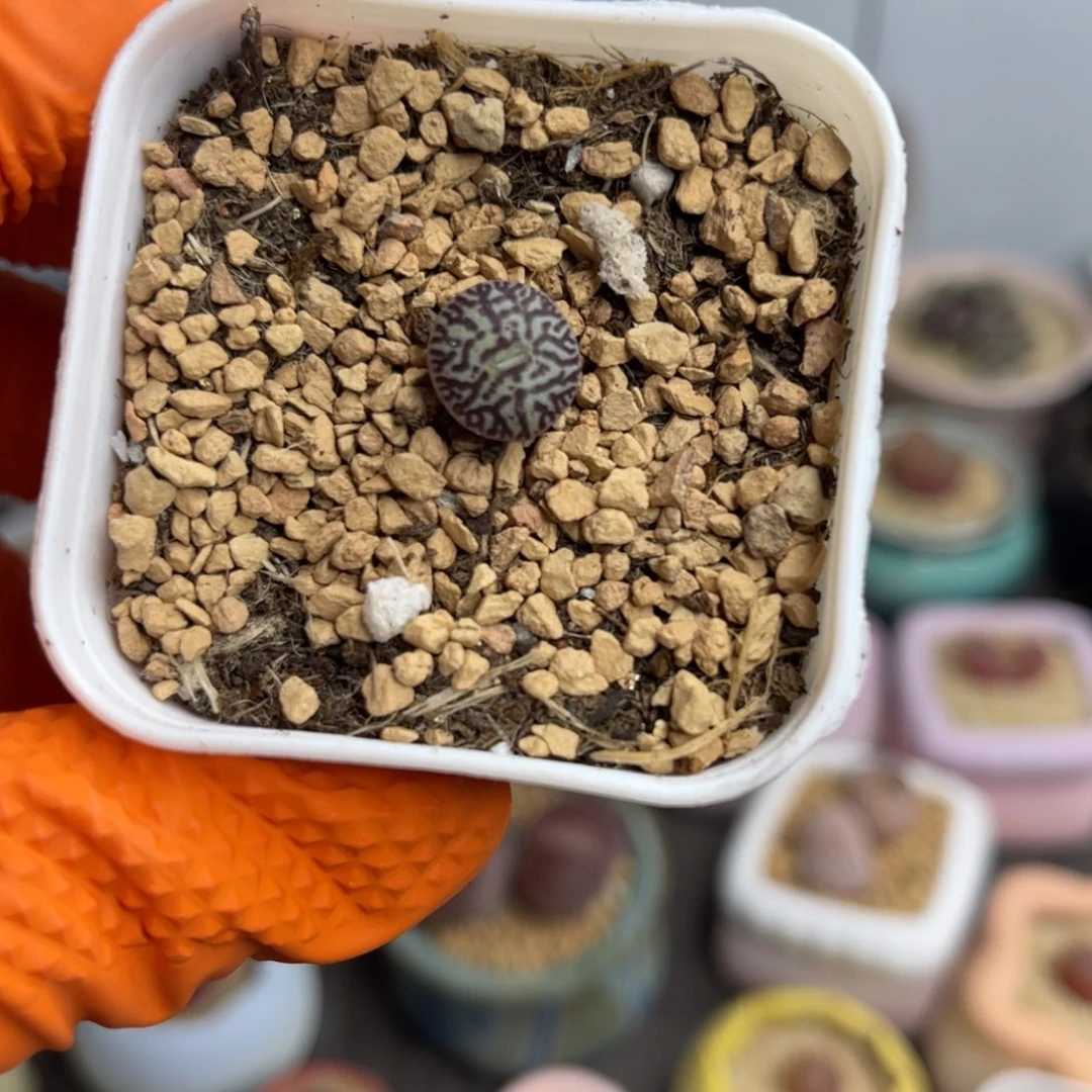 多肉植物一物一拍59