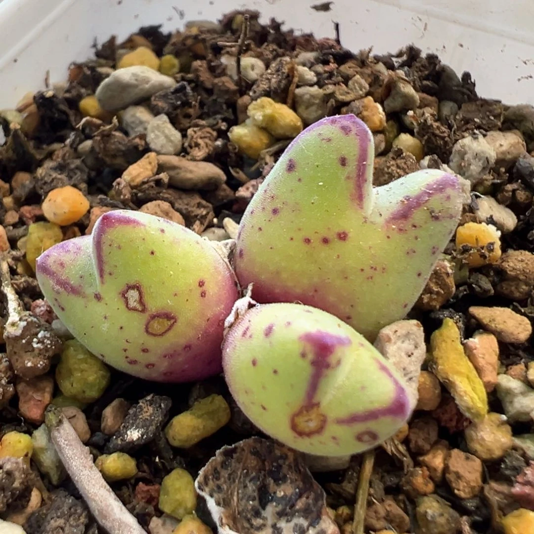 猪蹄 猪蹄 肉锥植物