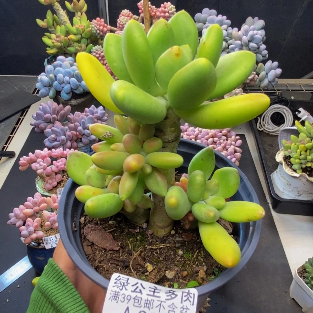 383芒果奶多肉7c m