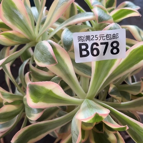 默**。多肉植物一个