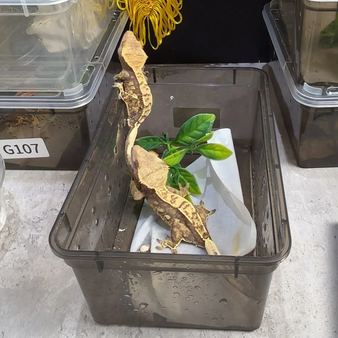 睫角守宫一公一母