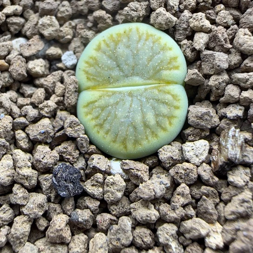 298 生石花大棚直播