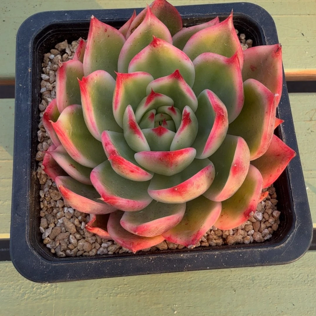 桃花锦锦上园艺一物一拍