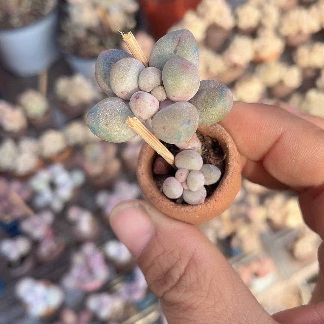 带盆发货 奶尖 2口盆