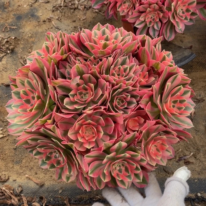 548分女法师多肉断枝不售后