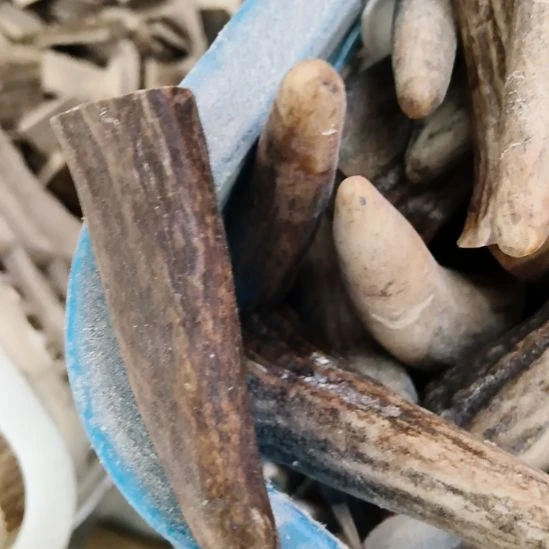 晚***1鹿角鹿角鹿角鹿角鹿角鹿角
