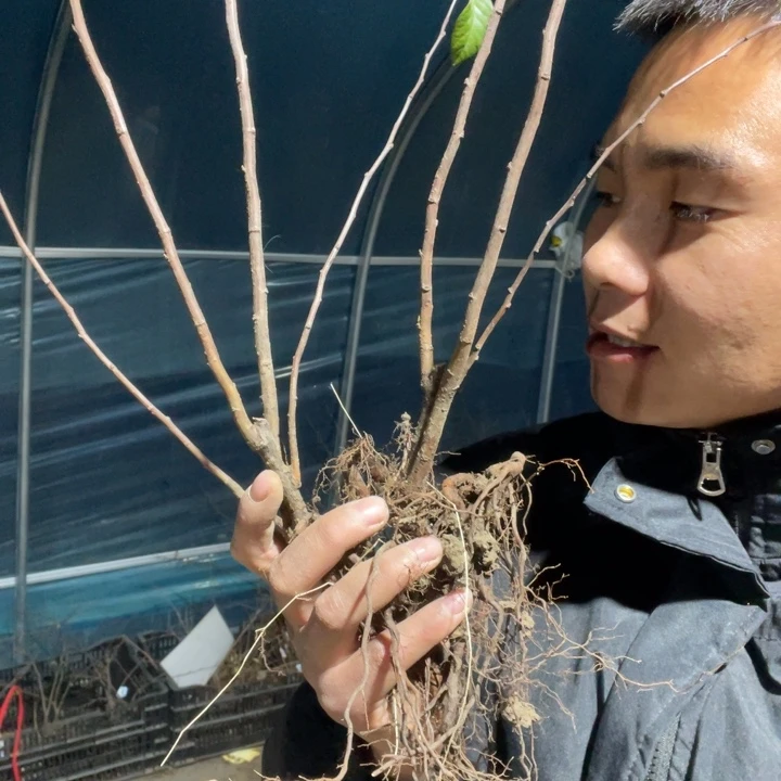 港之曙海棠花一颗