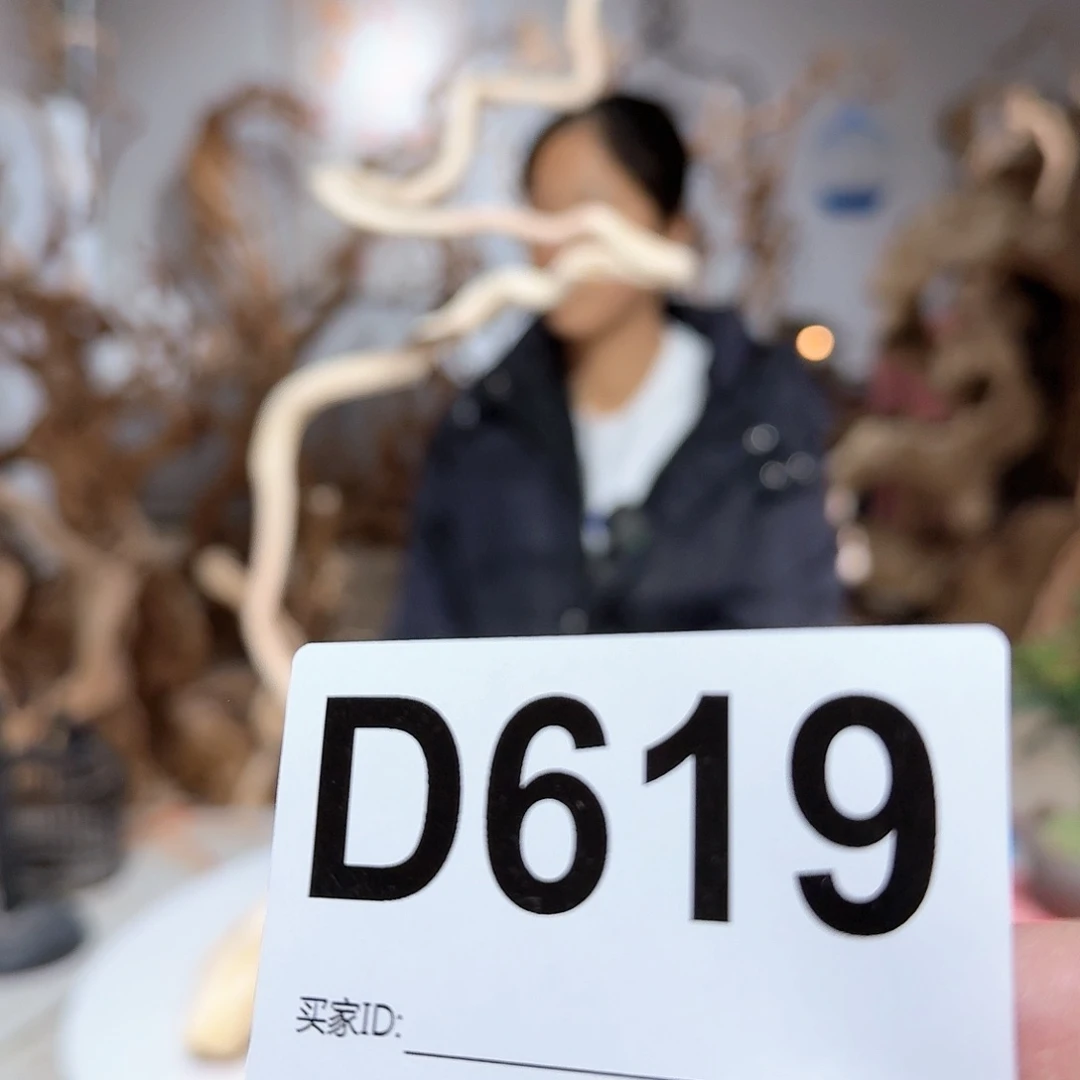 风车木（黑檀木）黄*耕