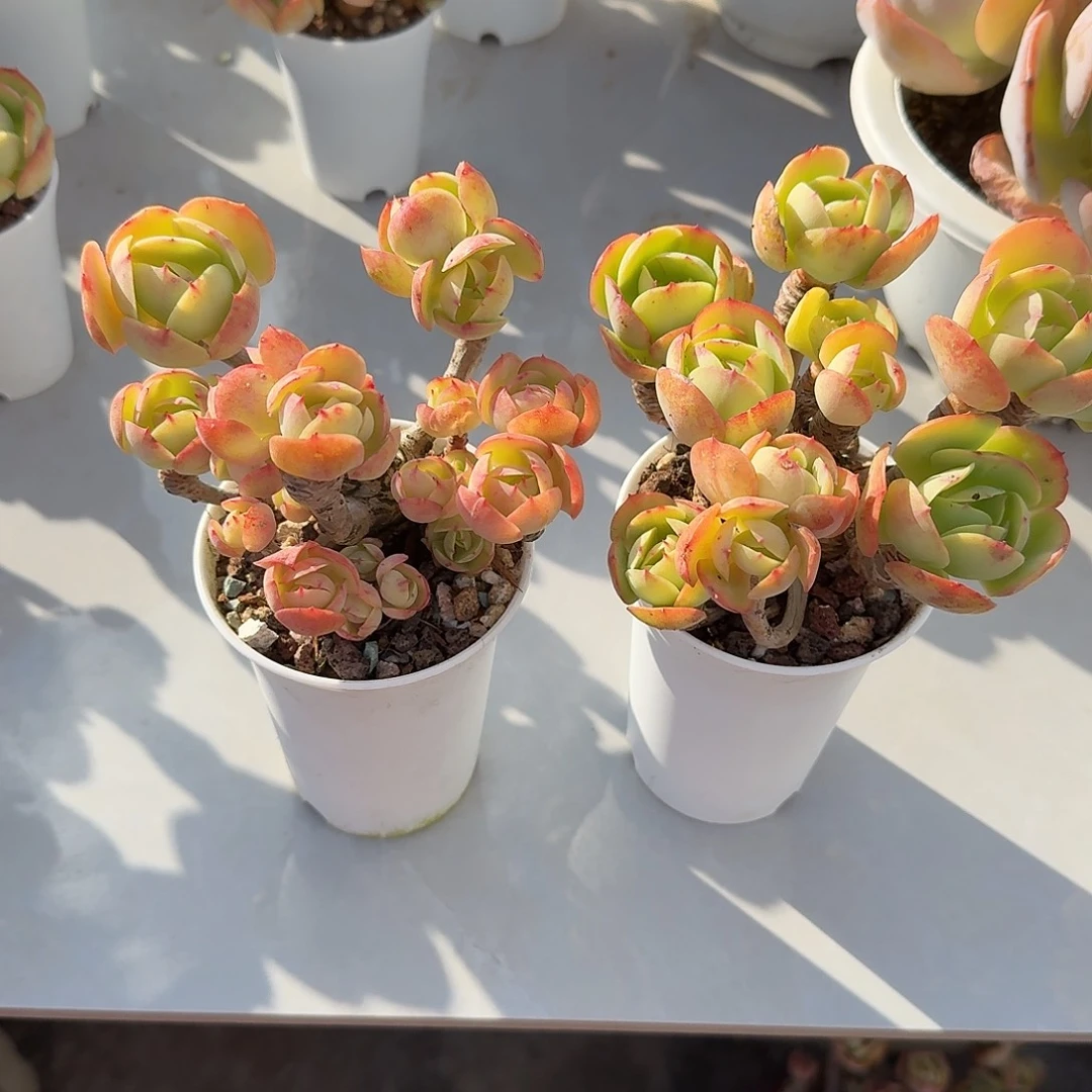 D***儿鸡蛋碧桃多肉植物两颗