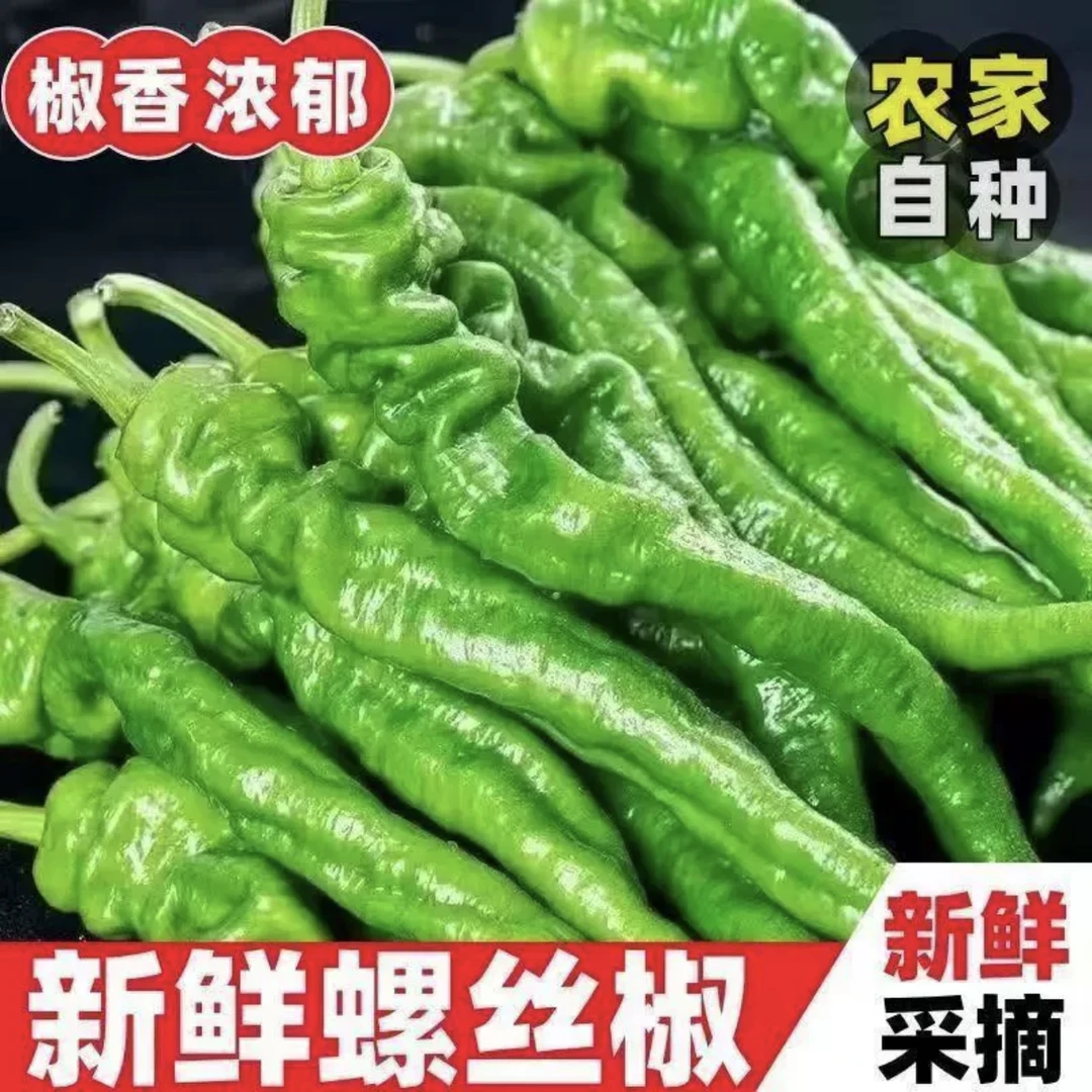 【精品优质大果】5斤装螺丝椒现摘正宗中微辣香辣脆辣口感新鲜辣椒