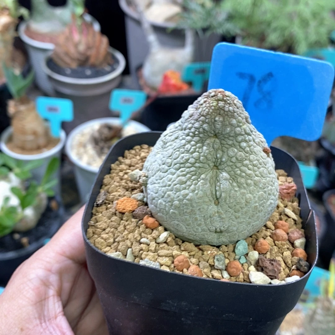 凝蹄玉多肉植物一个多肉