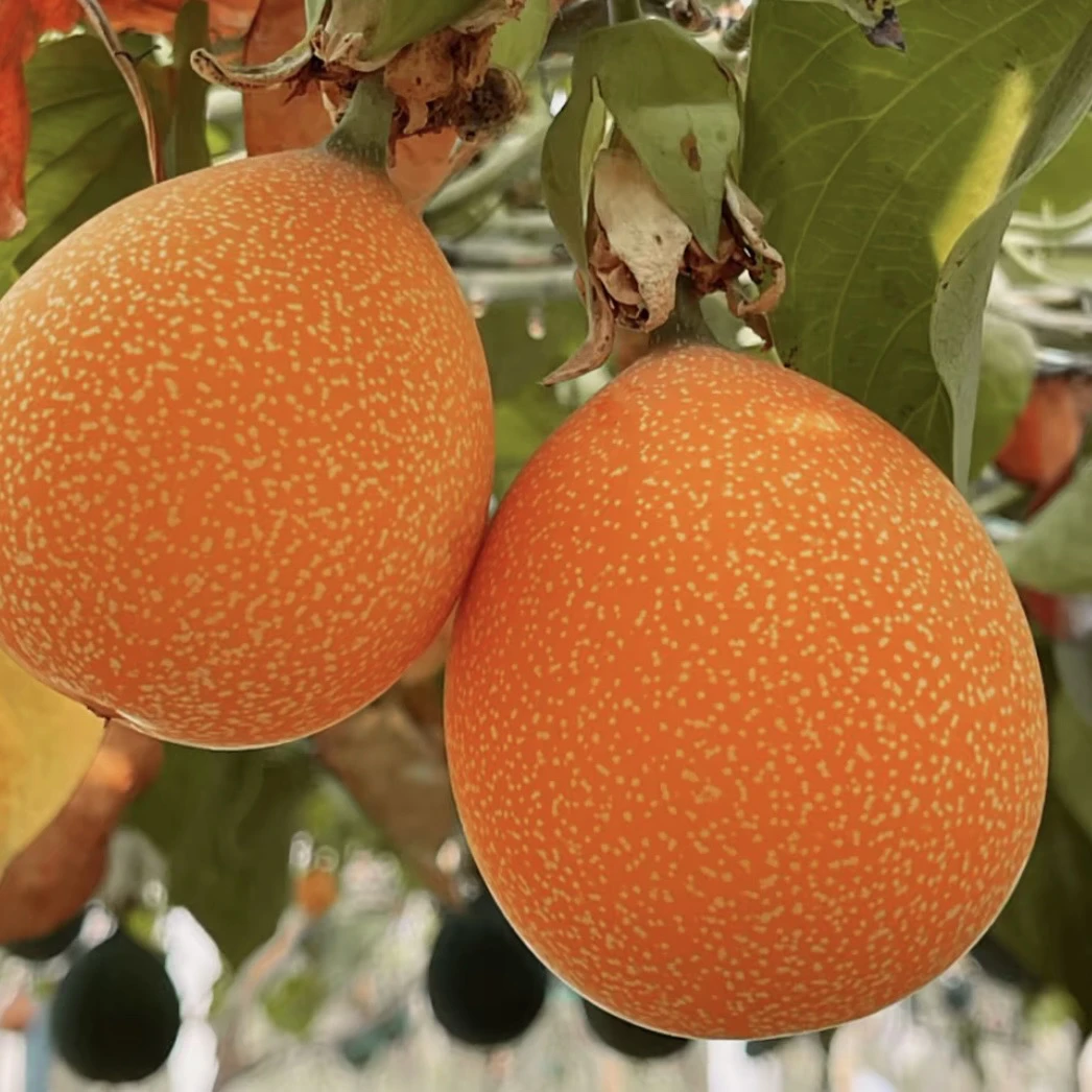 【喜】云南特产热情果哥伦比亚爱情果稀奇水果百香果大果发货